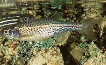 Brachydanio frankei femelle ou danio truite.